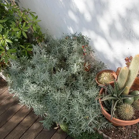 Appartement Flat With A Garden In Belem