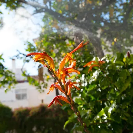 Flat With A Garden In Belem דירה